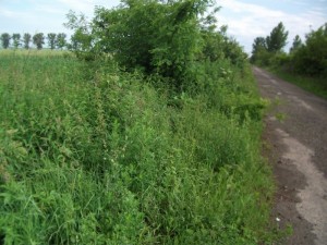 zemplenagard_2013_09_mgutak_takaritasa (12)