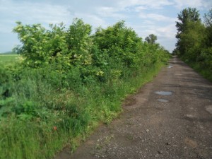 zemplenagard_2013_09_mgutak_takaritasa (13)