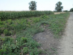 zemplenagard_2013_09_mgutak_takaritasa (15)