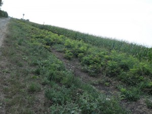 zemplenagard_2013_09_mgutak_takaritasa (8)