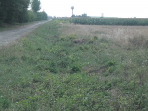 zemplenagard_2013_09_mgutak_takaritasa (9)