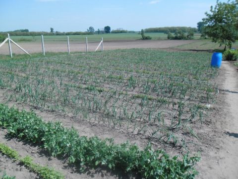 2014_05_07_Kert_Kisrozvágy (9)