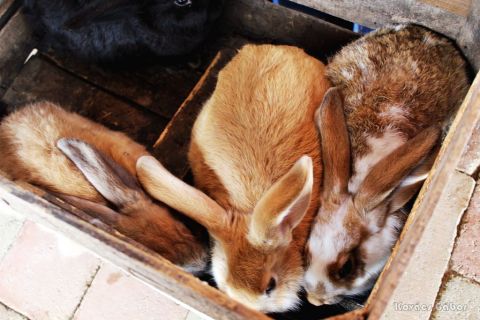 2018_03_31_cigánd_húsvét a múzeumportán (20)