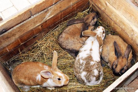 2018_03_31_cigánd_húsvét a múzeumportán (21)