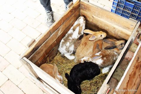 2018_03_31_cigánd_húsvét a múzeumportán (23)