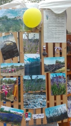 I. levendula fesztivál (35)