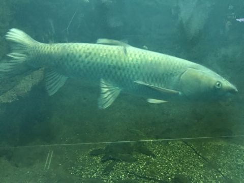 kirándulás ökocentrum tisza tavi (107)