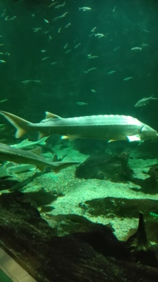 kirándulás ökocentrum tisza tavi (39)